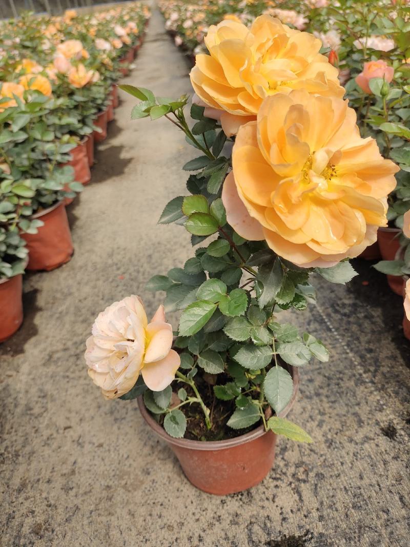 月季盆花，4个花苞以上，量大从优，基地直发