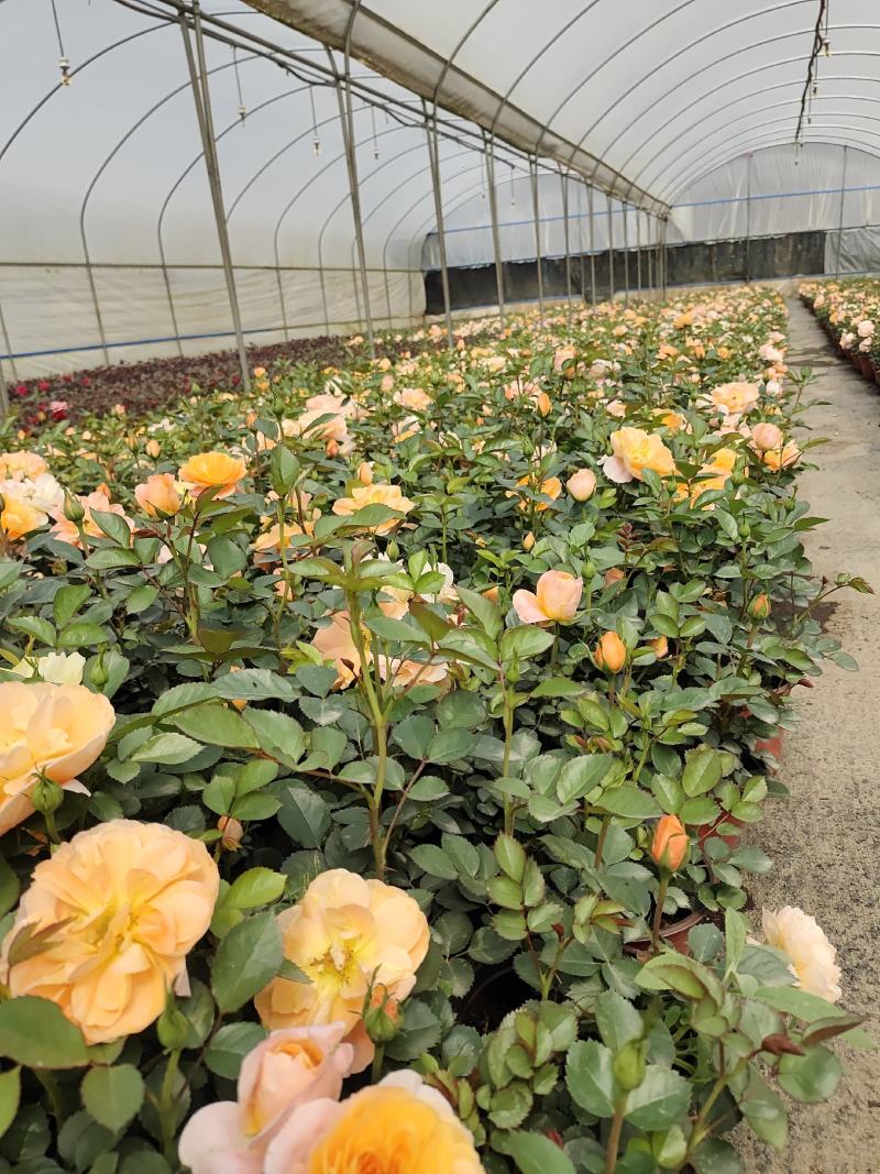 月季盆花，4个花苞以上，量大从优，基地直发