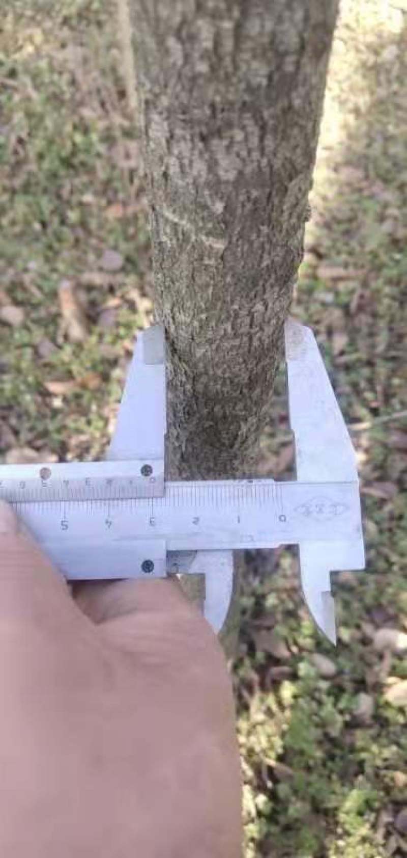 国槐树苗，各种规格。欢迎订购，大量出售，量大从优