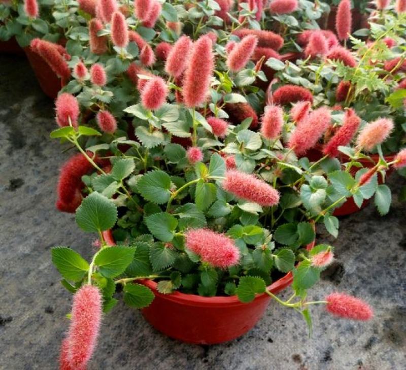 红樱吊兰花卉岁岁红盆栽狗尾巴花红穗铁苋菜垂吊花卉红色吊兰