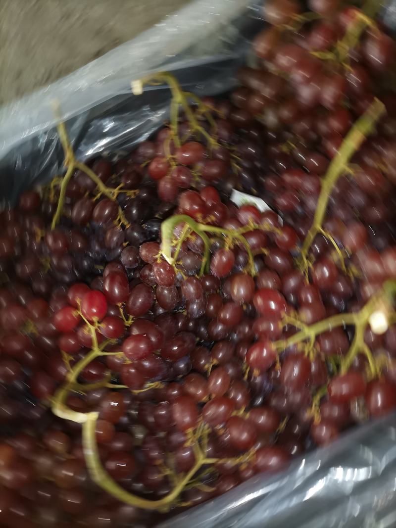 库存克瑞森葡萄大量供货口感脆甜耐储运
