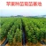五彩黄金苹果苗，新品种，包品种，保质量，现挖现发南北方种