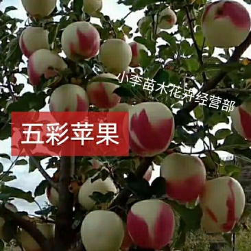 五彩黄金苹果苗，新品种，包品种，保质量，现挖现发南北方种