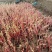 鱼腥草折耳根基地全年大量供应全国空运当天到货