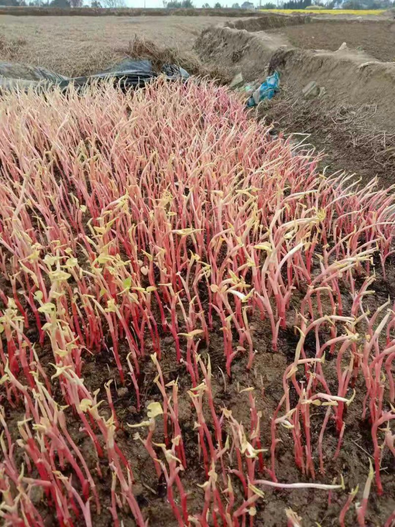 鱼腥草折耳根基地全年大量供应全国空运当天到货