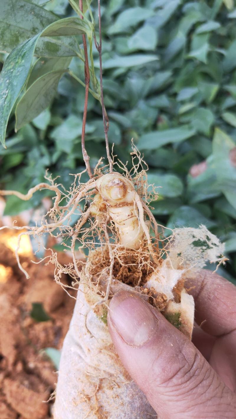 土茯苓苗(中药材土茯苓，去湿良药)煲汤皆品
