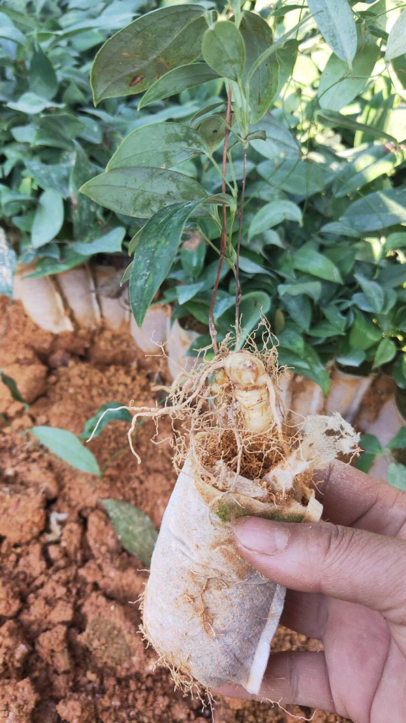 土茯苓苗(中药材土茯苓，去湿良药)煲汤皆品