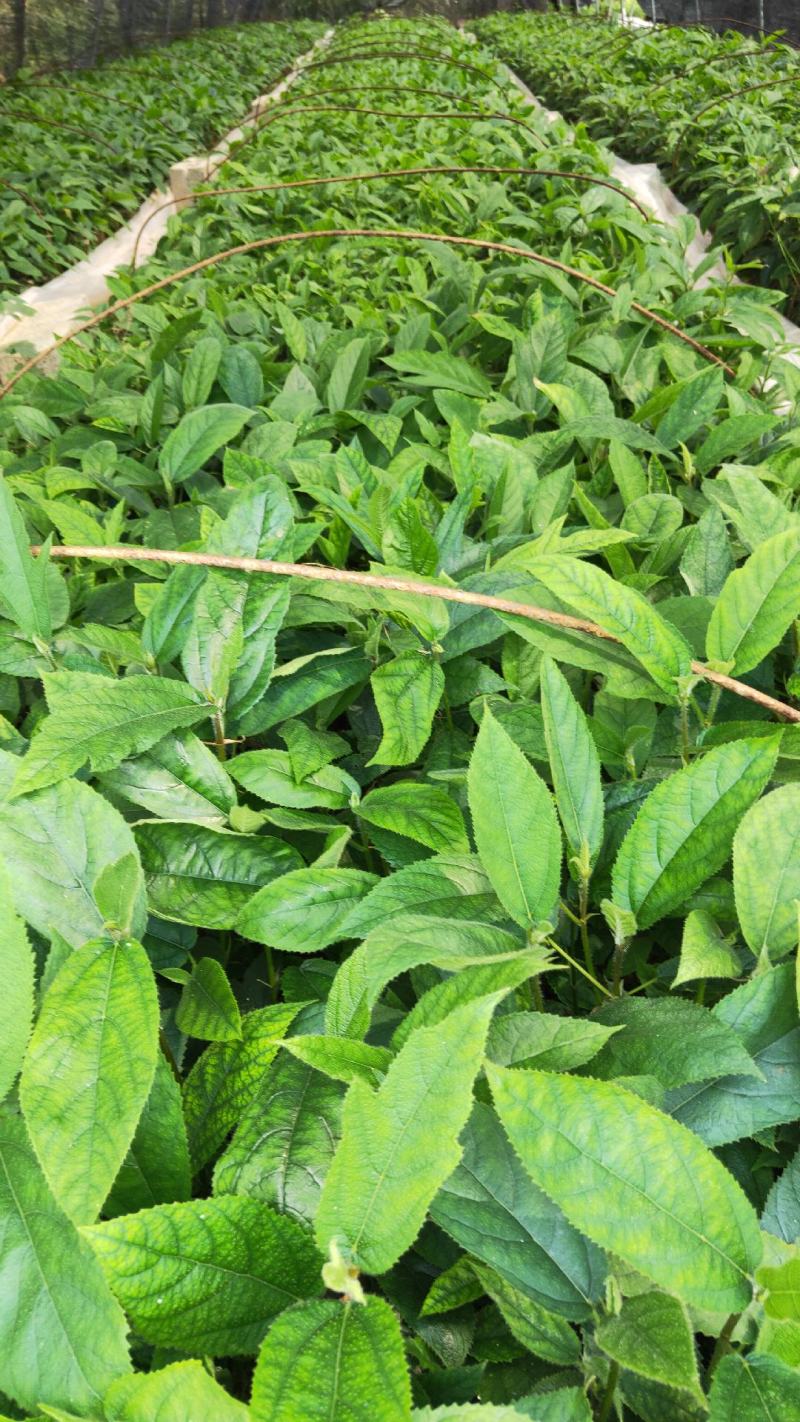 五指毛桃苗(中药材，药食同源两用产品，老少皆宜)
