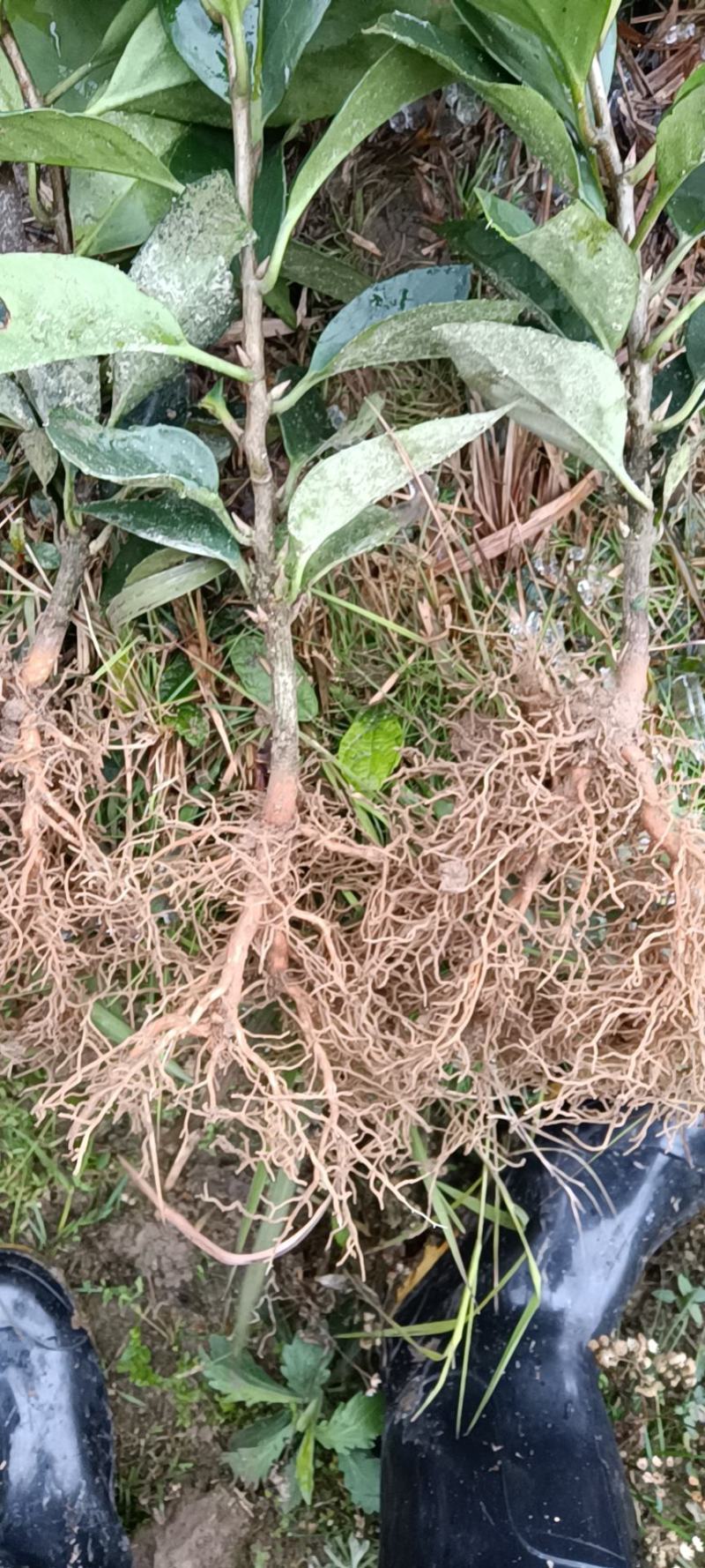 优质改良苗布福娜一年苗，品种好果肉汁多，果体大
