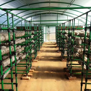 食用菌大棚钢架大棚骨架蘑菇大棚圆管椭圆管大棚温室骨架