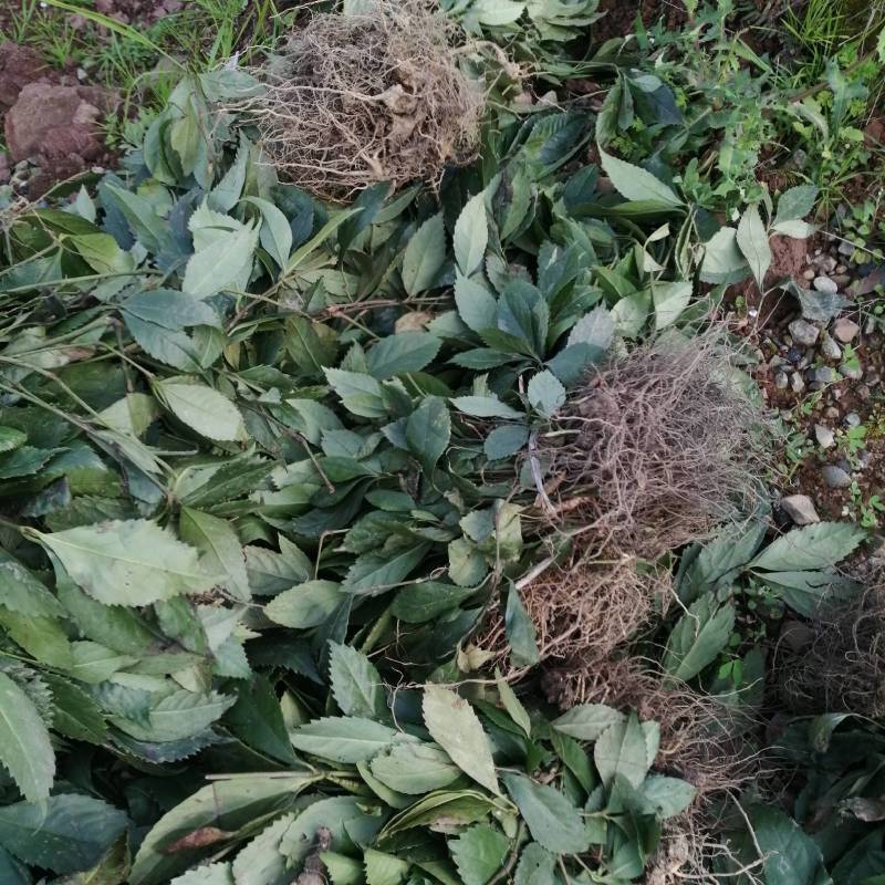 草珊瑚种植基地，生命强，管理解单，一次性种植，多年受益。