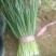 四季小葱25~30cm，种植面积大，质量好量大优惠