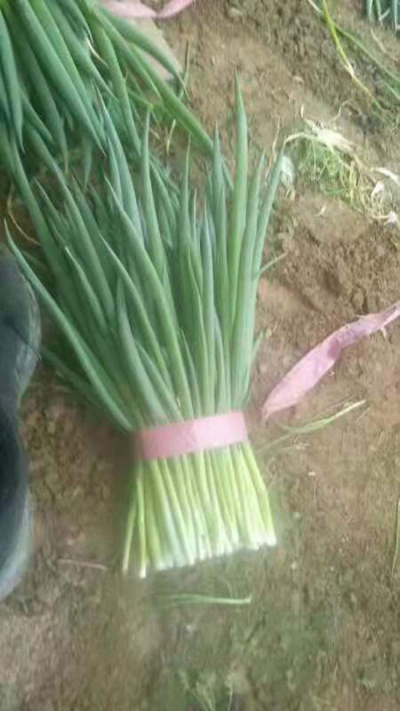 四季小葱25~30cm，种植面积大，质量好量大优惠