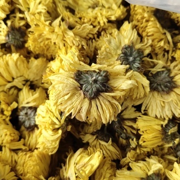 婺源皇菊:金丝皇菊:对外批发零售，欢迎广大客商电话咨询下
