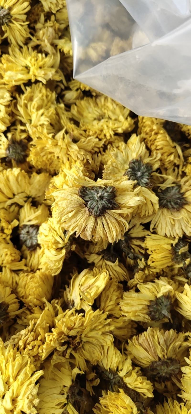 婺源皇菊:金丝皇菊:对外批发零售，欢迎广大客商电话咨询下