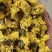 婺源皇菊:金丝皇菊:对外批发零售，欢迎广大客商电话咨询下