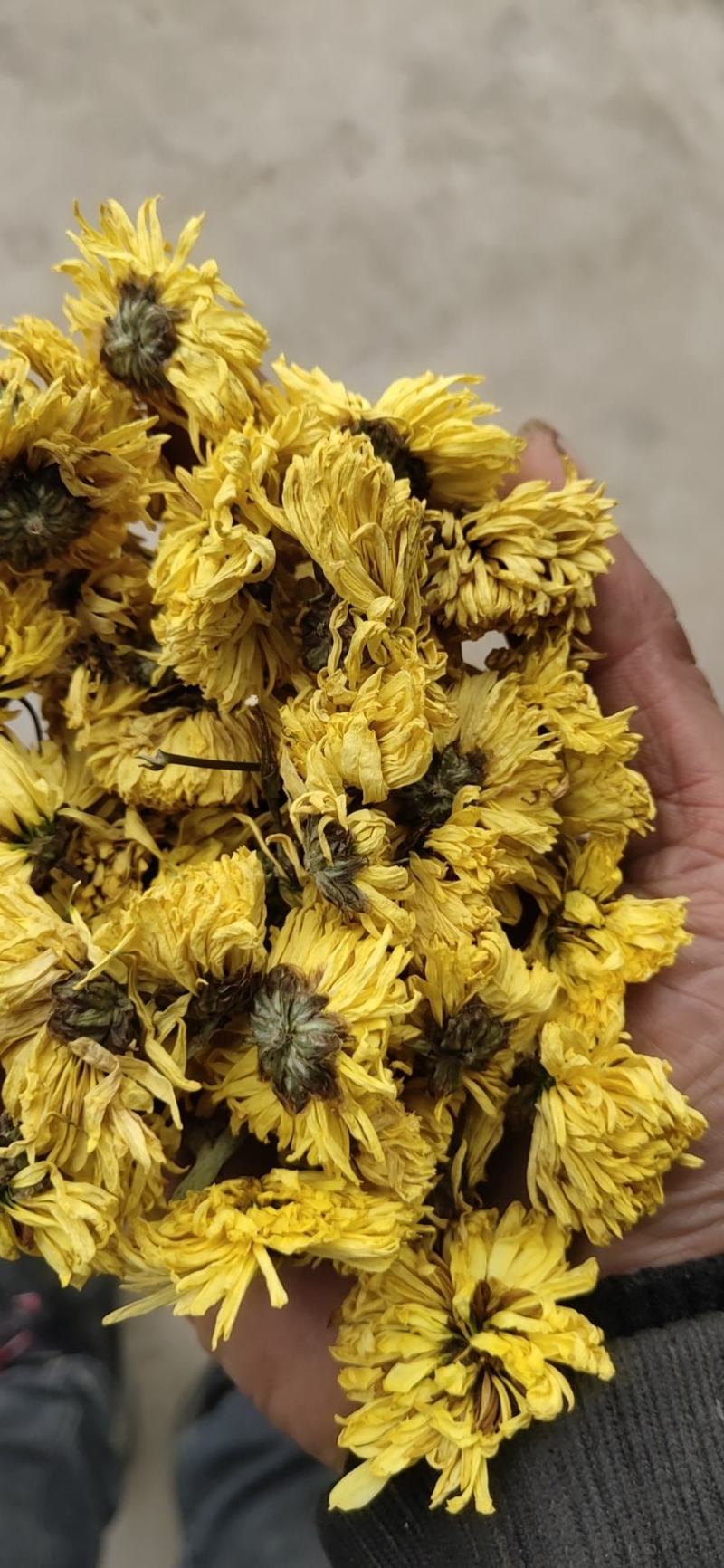 婺源皇菊:金丝皇菊:对外批发零售，欢迎广大客商电话咨询下