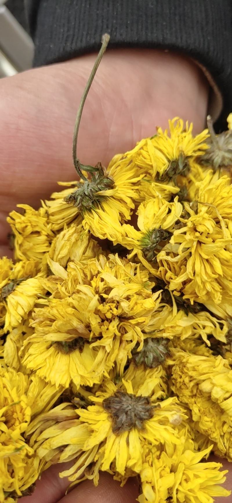 婺源皇菊:金丝皇菊:对外批发零售，欢迎广大客商电话咨询下