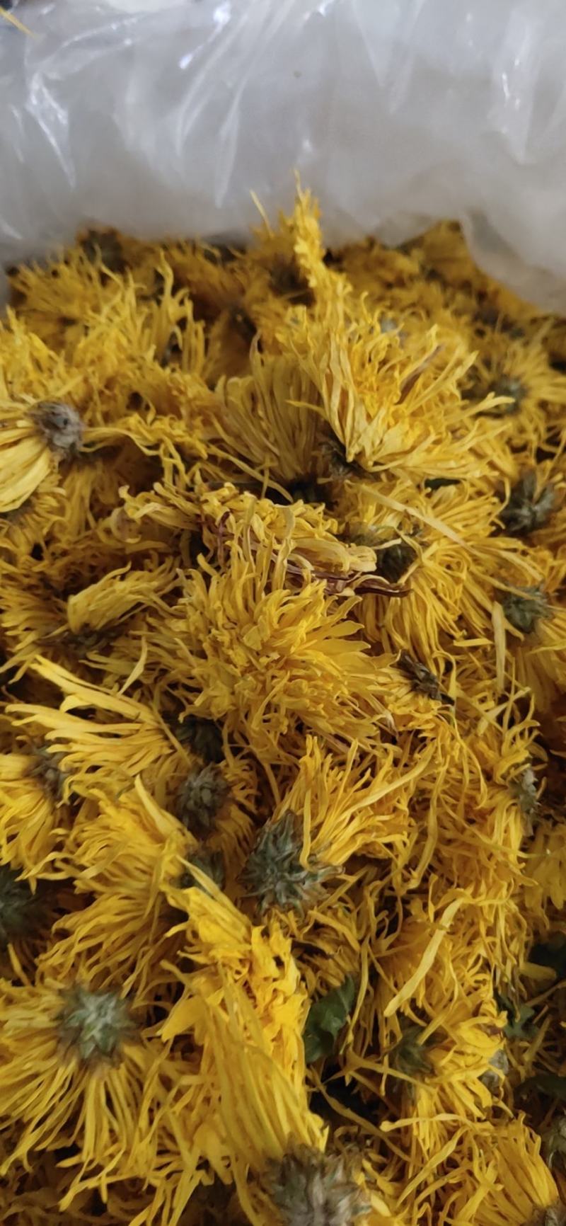 婺源皇菊:金丝皇菊:对外批发零售，欢迎广大客商电话咨询下