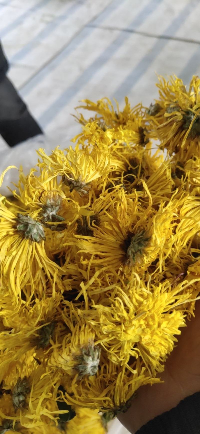 婺源皇菊:金丝皇菊:对外批发零售，欢迎广大客商电话咨询下