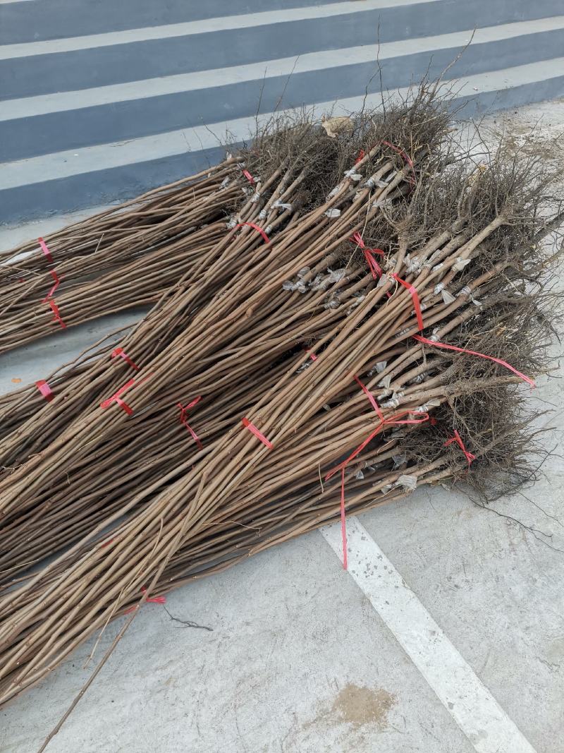 软枣苗/软枣苗价格/软枣苗多少钱/软枣树苗