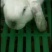 诚信商家货到付款肉兔种兔代孕母兔伊拉种兔新西兰肉兔