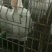 诚信商家货到付款肉兔种兔代孕母兔伊拉种兔新西兰肉兔