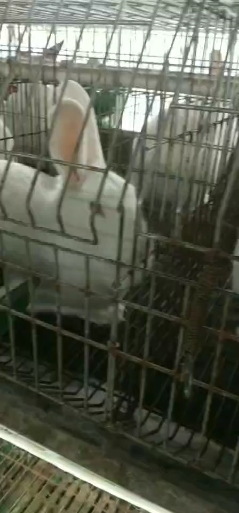 诚信商家货到付款肉兔种兔代孕母兔伊拉种兔新西兰肉兔
