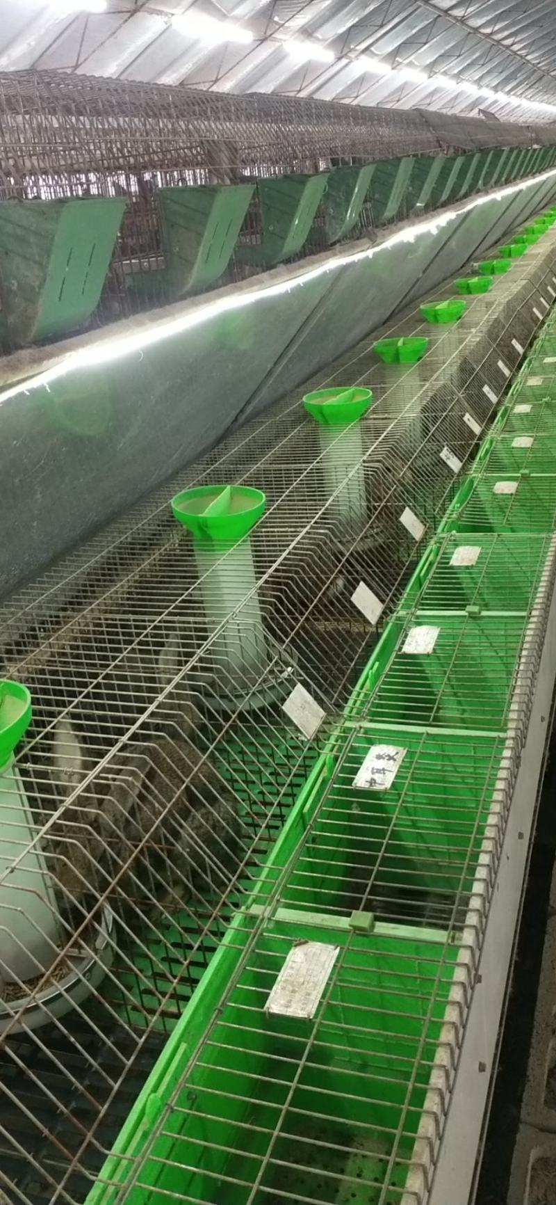 诚信商家货到付款肉兔种兔代孕母兔伊拉种兔新西兰肉兔