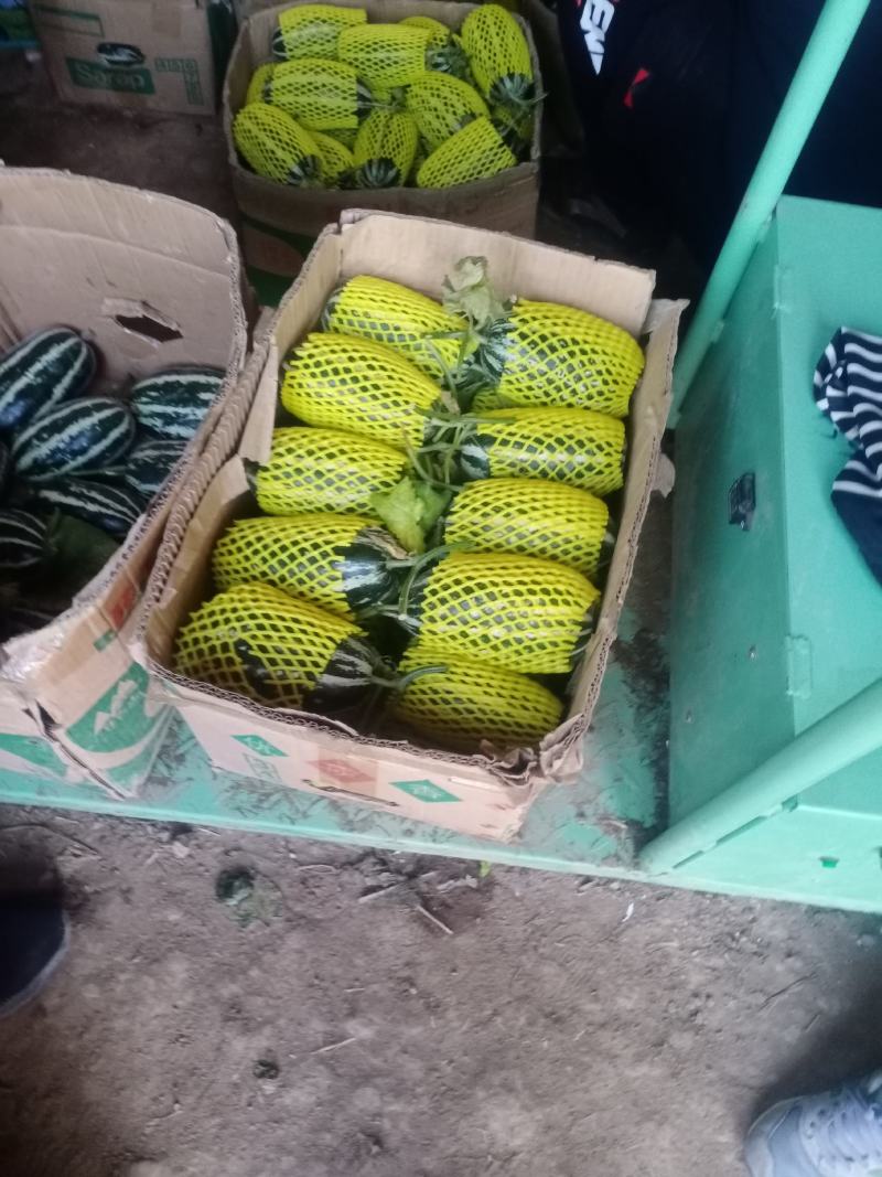 河北博洋9号甜瓜，欢迎电商微商代理洽谈合作欢迎咨询