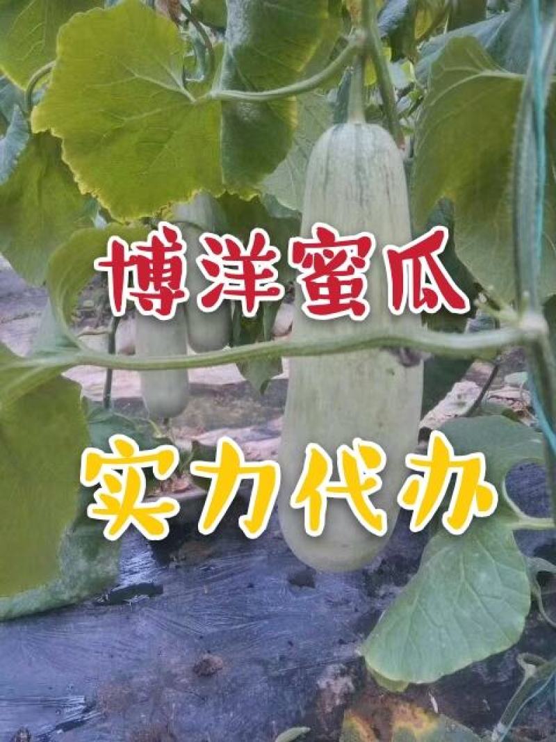博洋61大量供应实力代办对接电商社区团购一件代发