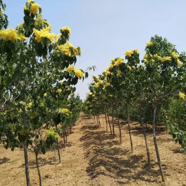 黄金丁香暴马丁香树紫丁香垂丝丁香黄花丁香北京丁香