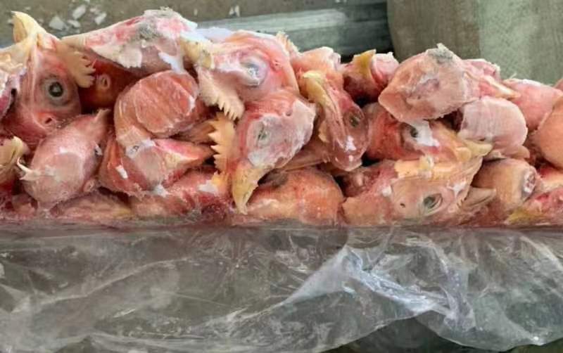 817鸡头纯干鲜货常年供应有意者联系我量大从优，厂家直销