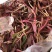 曲麻菜（苦菜），大量批发自产自销农家山野菜，10厘米以下