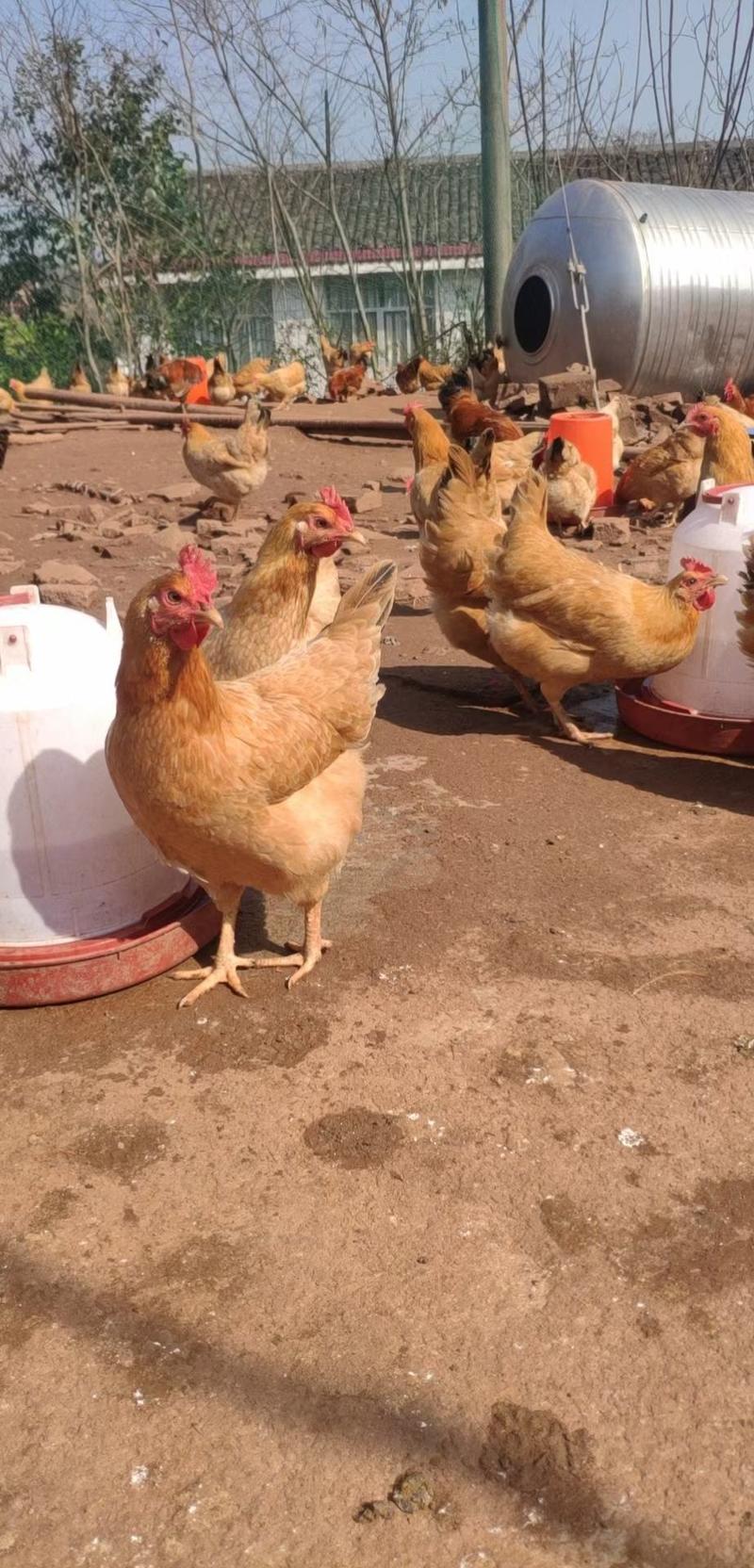 土蛋鸡，土鸡品种，放养生蛋率高，普通鸡蛋价营养价值高