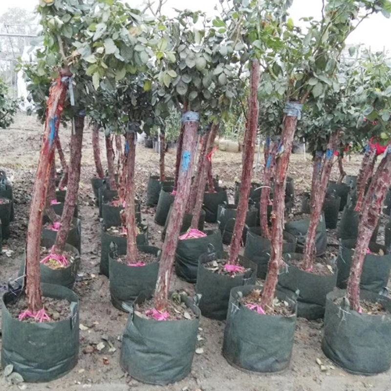 植树袋美植袋无纺布植树袋环保无污染厂家直销全国包邮