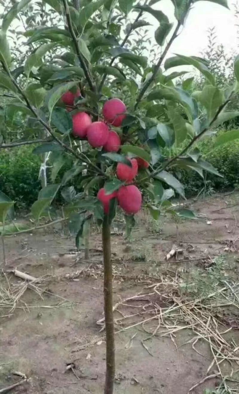鸡心果树苗，粗0.8高度1米2。适合南北方种植，
