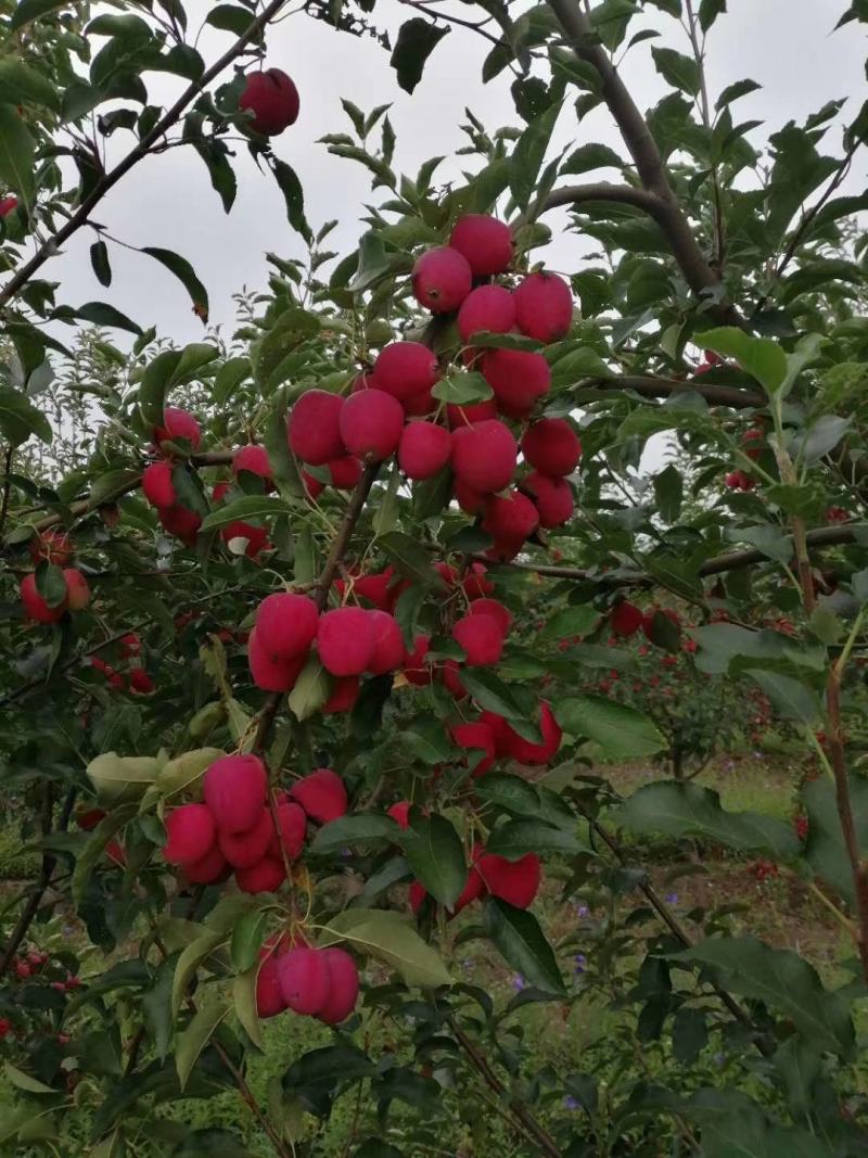 鸡心果树苗，粗0.8高度1米2。适合南北方种植，