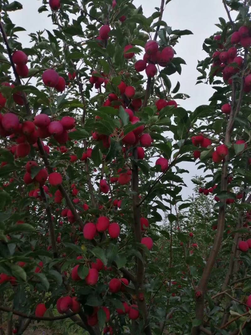 鸡心果树苗，粗0.8高度1米2。适合南北方种植，
