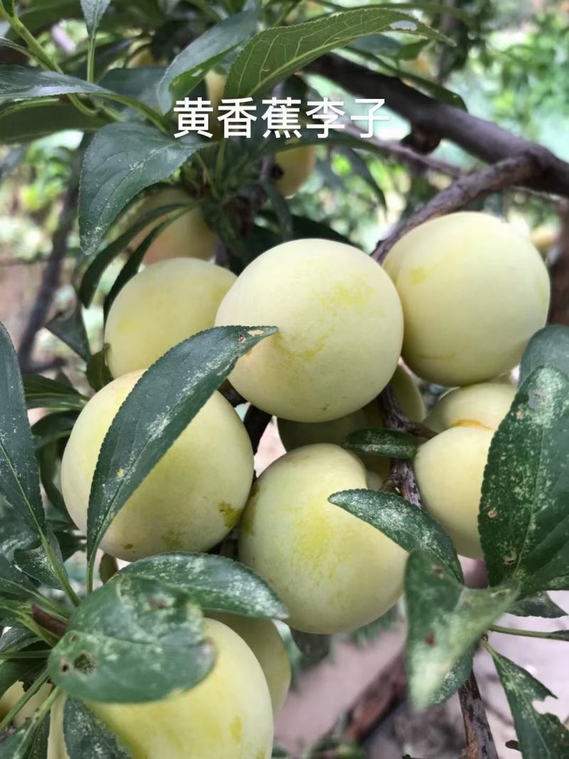 香蕉李子苗。也算是看品种了，离核，甜甜甜