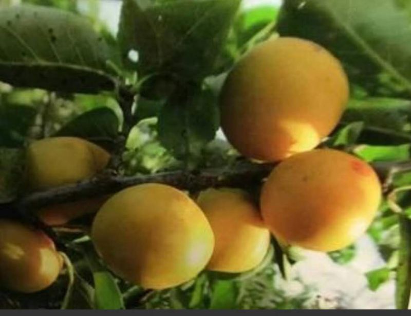 香蕉李子苗。也算是看品种了，离核，甜甜甜