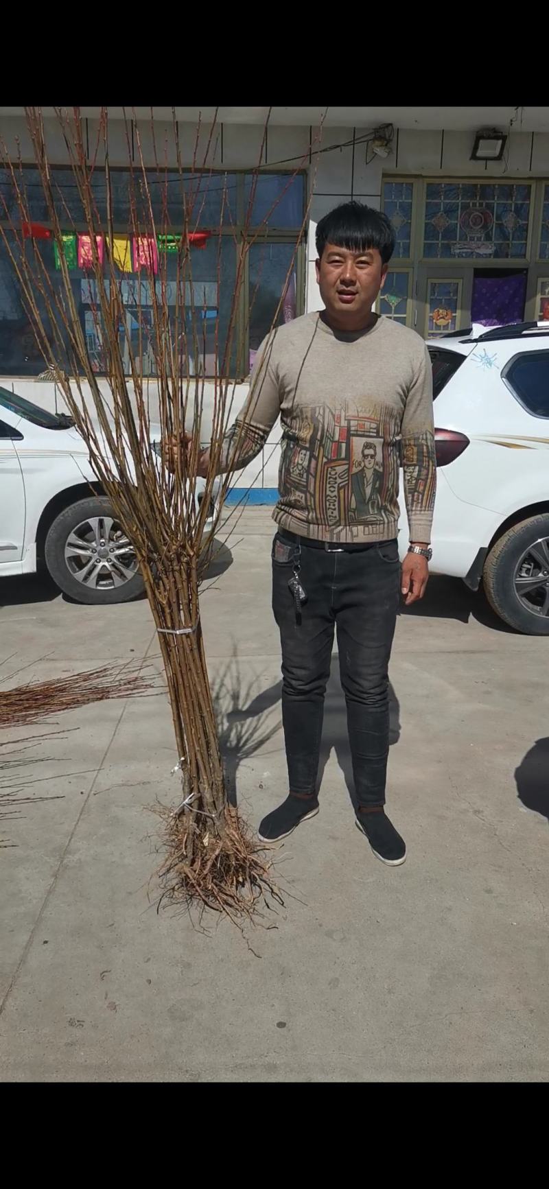 香蕉李子苗。也算是看品种了，离核，甜甜甜