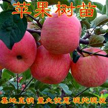 苹果树果苗地栽北方南方种植盆栽景四季嫁接矮化特大红富士苹