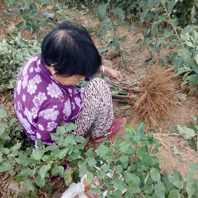 苹果树果苗地栽北方南方种植盆栽景四季嫁接矮化特大红富士苹