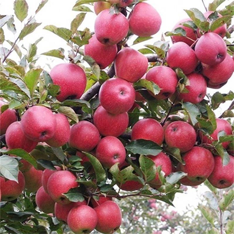 苹果树果苗地栽北方南方种植盆栽景四季嫁接矮化特大红富士苹