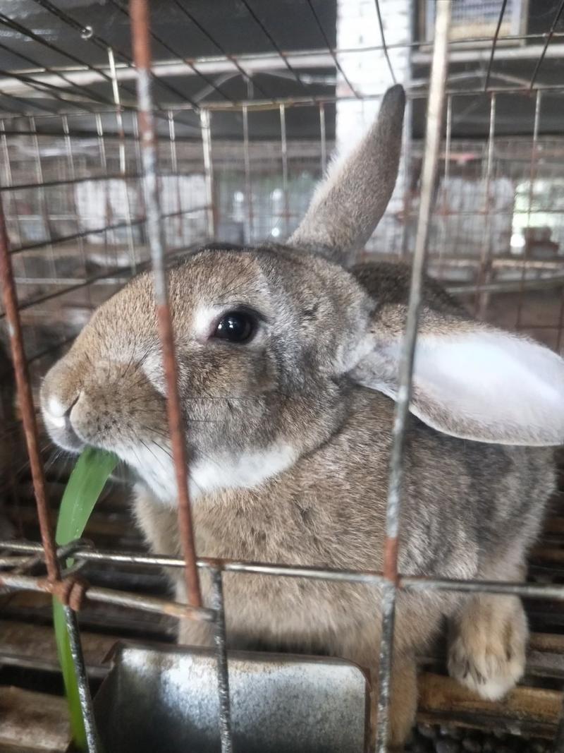 湖北兔子养殖场常年供应种兔商品兔小兔，常年收购