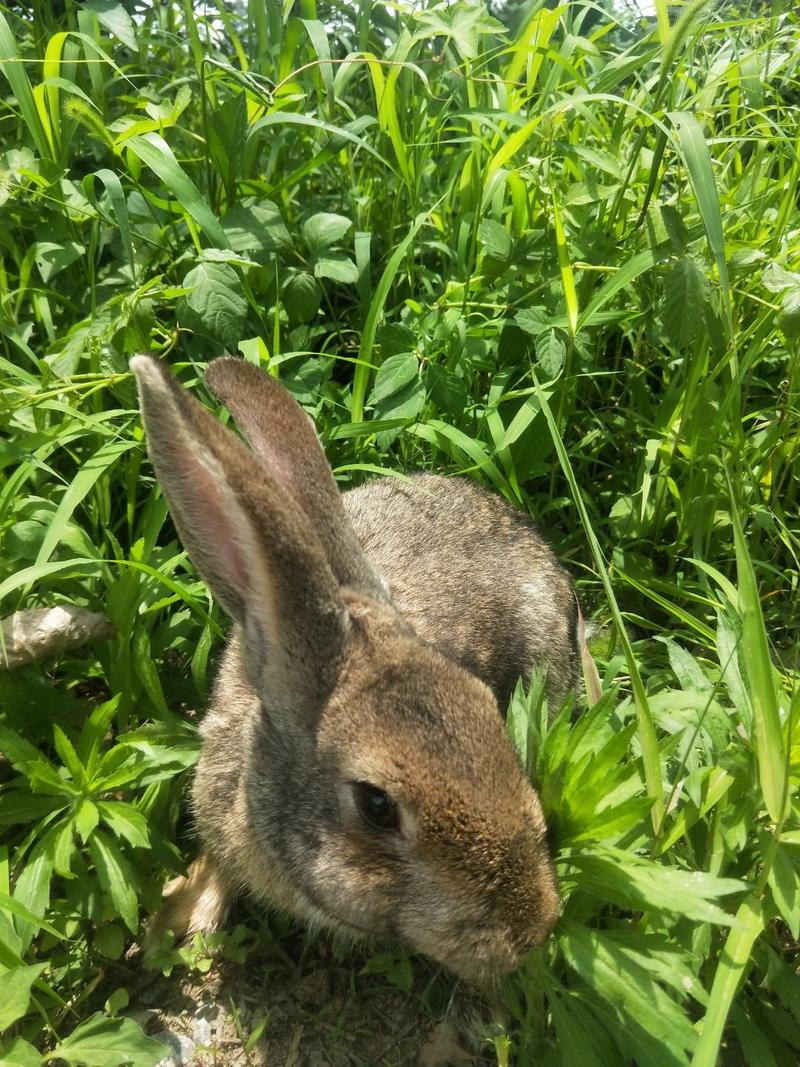 湖北兔子养殖场常年供应种兔商品兔小兔，常年收购