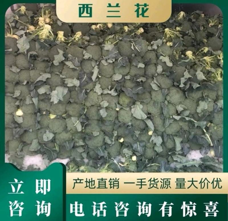 浙江台州三门西兰花产地待收对接市场商超