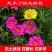 重瓣太阳花花种子花籽四季开花室内外花卉易活花种孑七彩