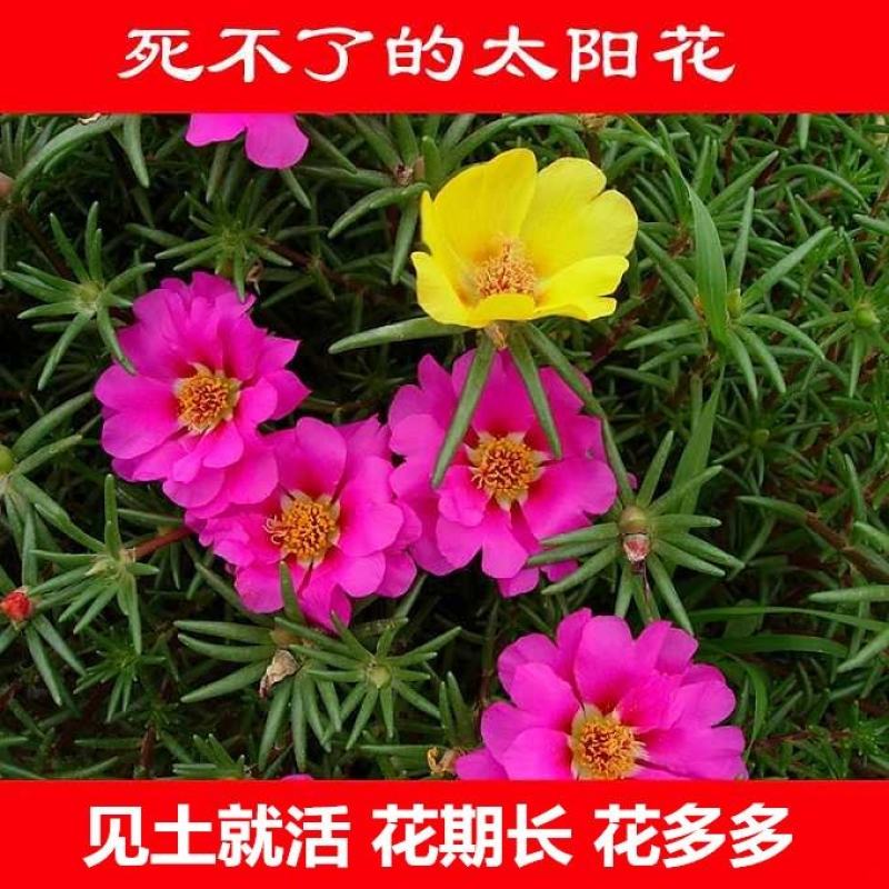重瓣太阳花花种子花籽四季开花室内外花卉易活花种孑七彩